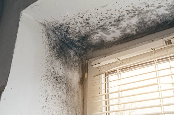 Affordable Mold Remediation solutions in Bayonne, NJ